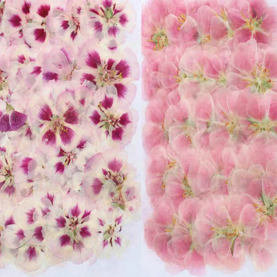 Dried Flower Bookmark - 60Pcs 4-7ซม.Pressed Dried Godetia ดอกไม้พืชสมุนไพรสำหรับเครื่องประดับโปสการ์ดโทรศัพท์กรณีกรอบรูป Bookmark