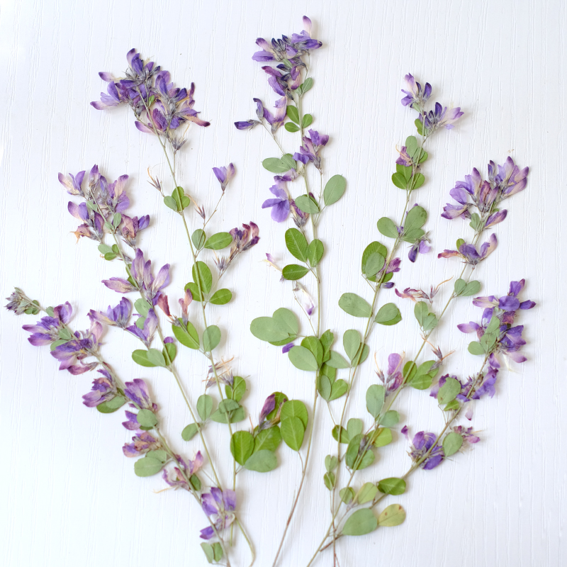 Dried Flower Bookmark - 6 ชิ้น, ดอกเลสเปเดซา ฟอร์โมซาแห้งธรรมชาติ, ภาพวาดตัวอย่างพืช, กรอบรูป,