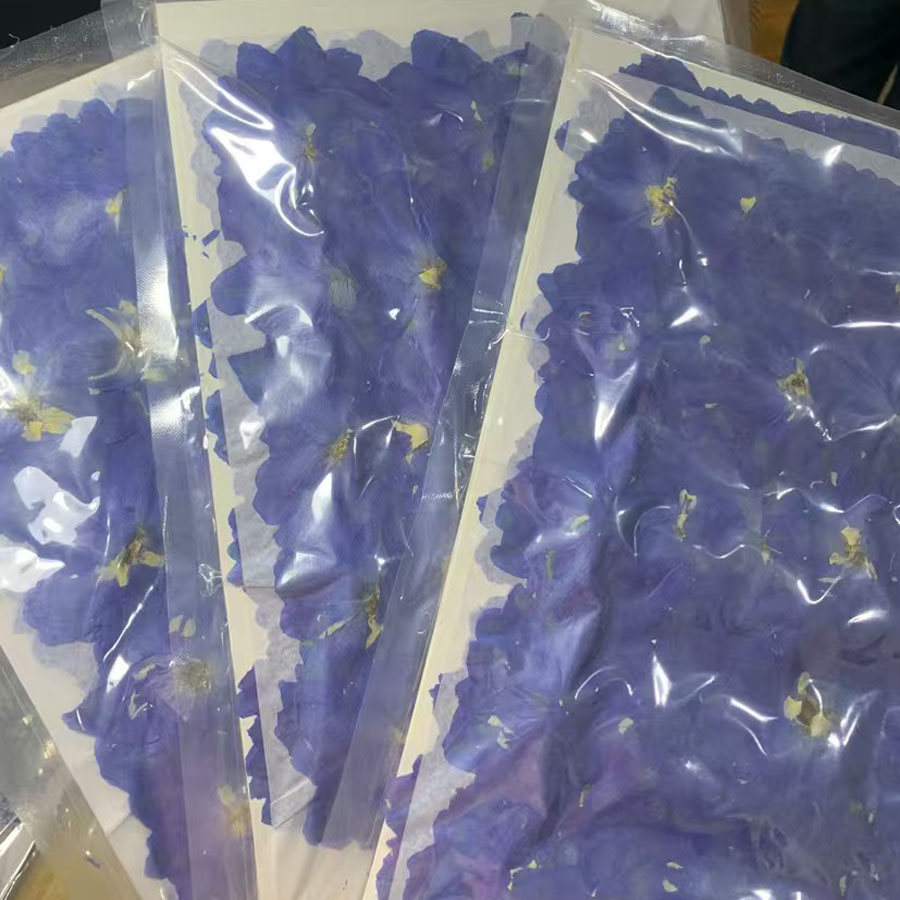 Dried Flower Bookmark - ดอกคอนโซลิดาส (Consolida Ajacis) สีน้ำเงิน ขนาดใหญ่ 4-7