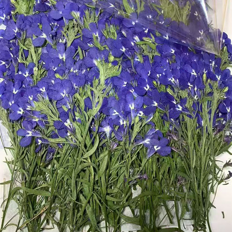 Dried Flower Bookmark - ดอกโลเบเลียเอรินัสสีน้ำเงินแห้งอัด 60 ชิ้น สำหรับทำเครื่องประดับ โปสการ์ด การ์ดเชิญ