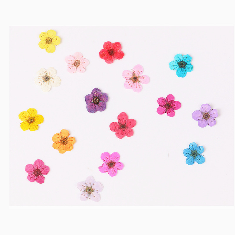 Dried Flower Bookmark - นาร์ซิสซัสแห้งขนาดเล็ก60ชิ้นดอกไม้พืชสมุนไพรสำหรับอีพ็อกซี่เรซิ่นเครื่องประดับที่คั่นหนังสือโปสการ์ดงานฝีมือ DIY