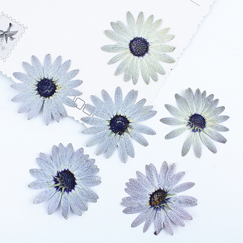 Dried Flower Bookmark - 12 ชิ้น/4-6 ซม., ดอกไม้แห้งอัดรูปแมร์กาเร็ต สีเทา-ขาว คุณภาพพรีเมียม