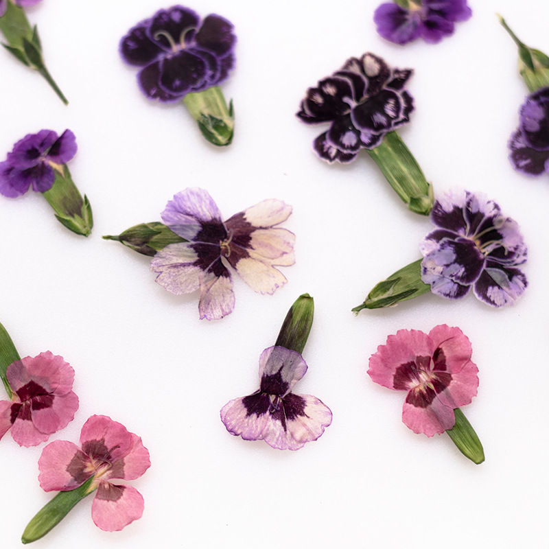 Dried Flower Bookmark - ดอกไดแอนธัสแห้งอัดเม็ด 24 ชิ้น ดอกไม้จริงสำหรับงาน DIY การ์ดอวยพร