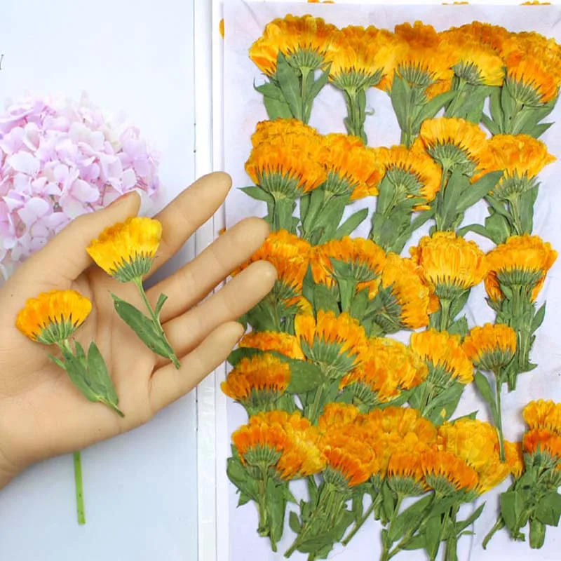 ดาวเรืองทับแห้งด้าน4-6ซม. 60ชิ - Dried Flower Bookmark บทวิจารณ์และราคา