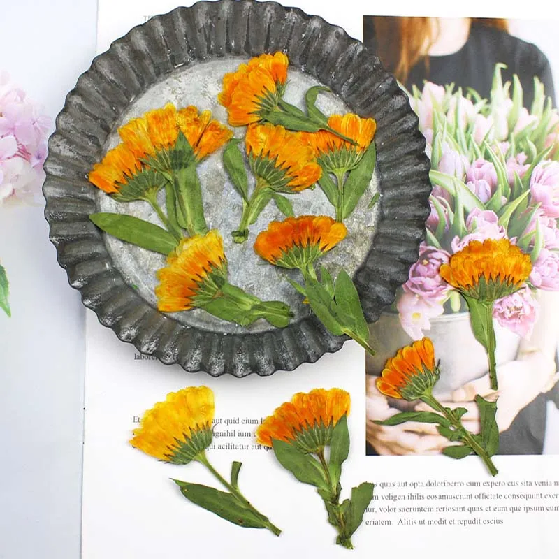 ดาวเรืองทับแห้งด้าน4-6ซม. 60ชิ - Dried Flower Bookmark บทวิจารณ์และราคา
