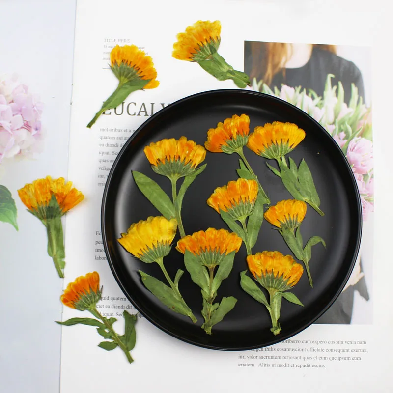 ดาวเรืองทับแห้งด้าน4-6ซม. 60ชิ - Dried Flower Bookmark บทวิจารณ์และราคา