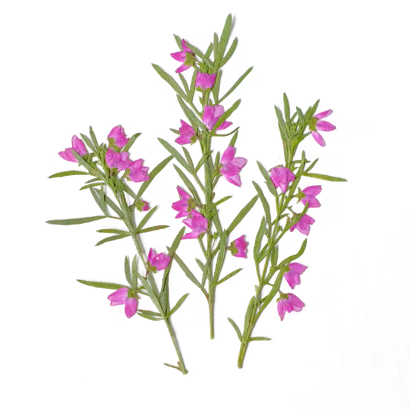 ดอกไม้แห้งอัดรูปทรง Aidia Cant - Dried Flower Bookmark บทวิจารณ์และราคา