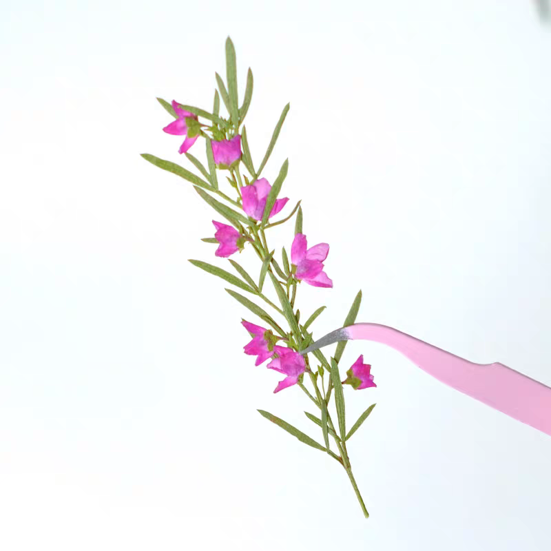 ดอกไม้แห้งอัดรูปทรง Aidia Cant - Dried Flower Bookmark บทวิจารณ์และราคา