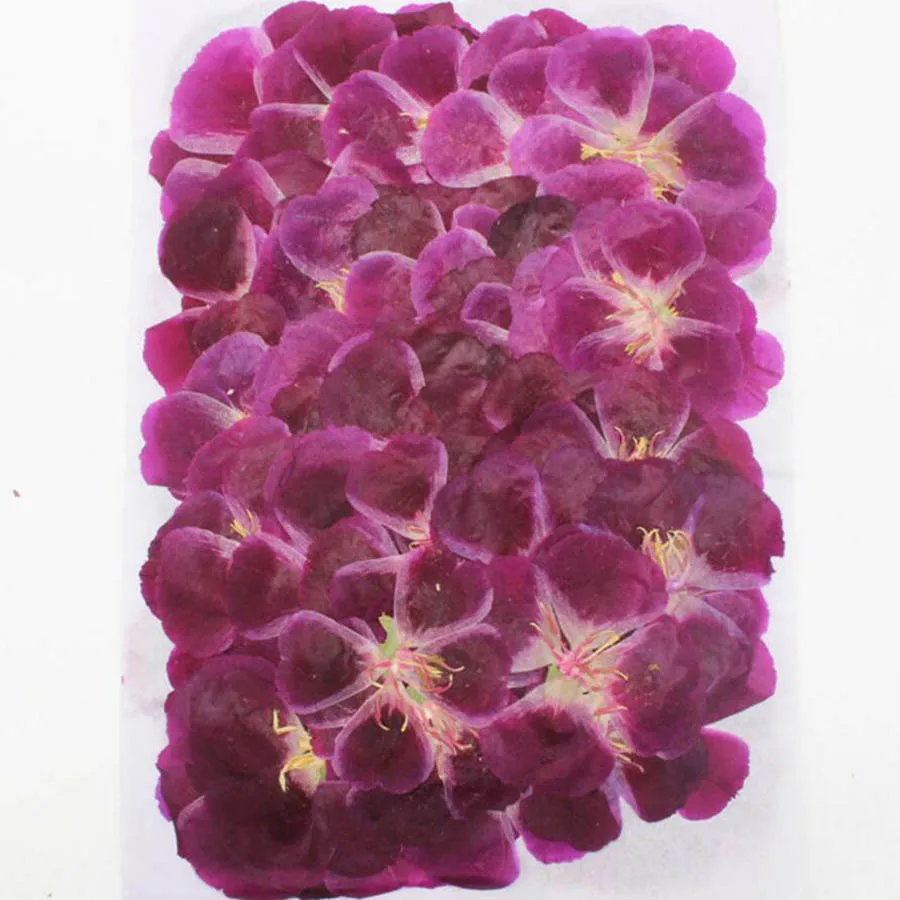 60Pcs 4-7ซม.Pressed Dried Gode - Dried Flower Bookmark บทวิจารณ์และราคา