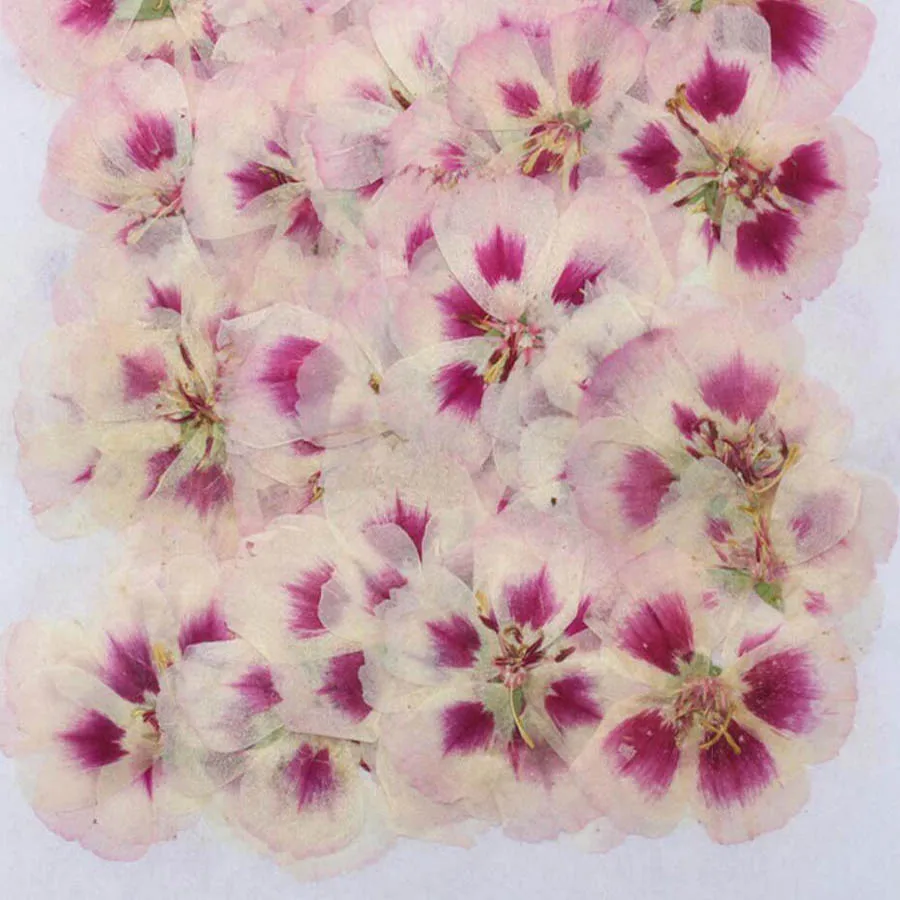 60Pcs 4-7ซม.Pressed Dried Gode - Dried Flower Bookmark บทวิจารณ์และราคา
