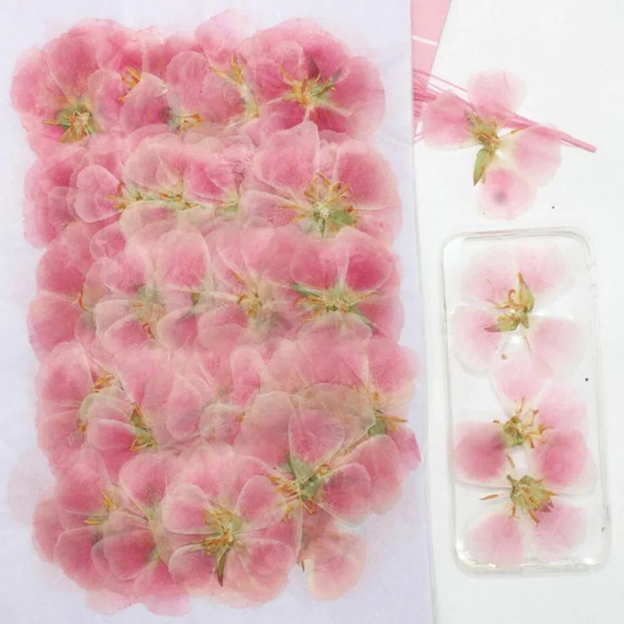 60Pcs 4-7ซม.Pressed Dried Gode - Dried Flower Bookmark บทวิจารณ์และราคา