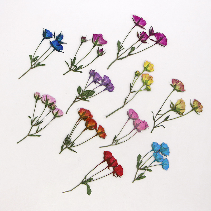 ดอกตูมดอกกุหลาบย้อมสีหลายสีทับ - Dried Flower Bookmark บทวิจารณ์และราคา