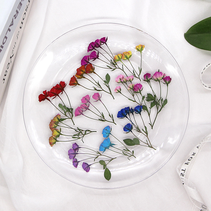 ดอกตูมดอกกุหลาบย้อมสีหลายสีทับ - Dried Flower Bookmark บทวิจารณ์และราคา