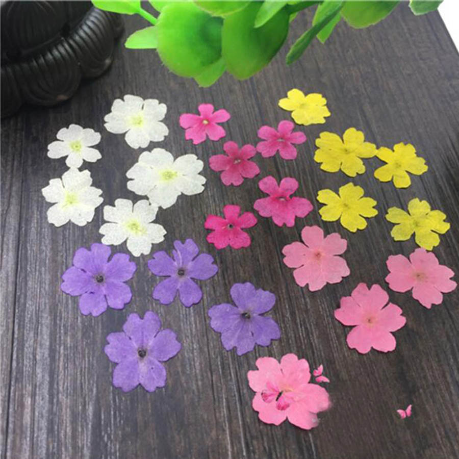 60Pcs 1-2ซม.Pressed Dried ย้อม - Dried Flower Bookmark บทวิจารณ์และราคา