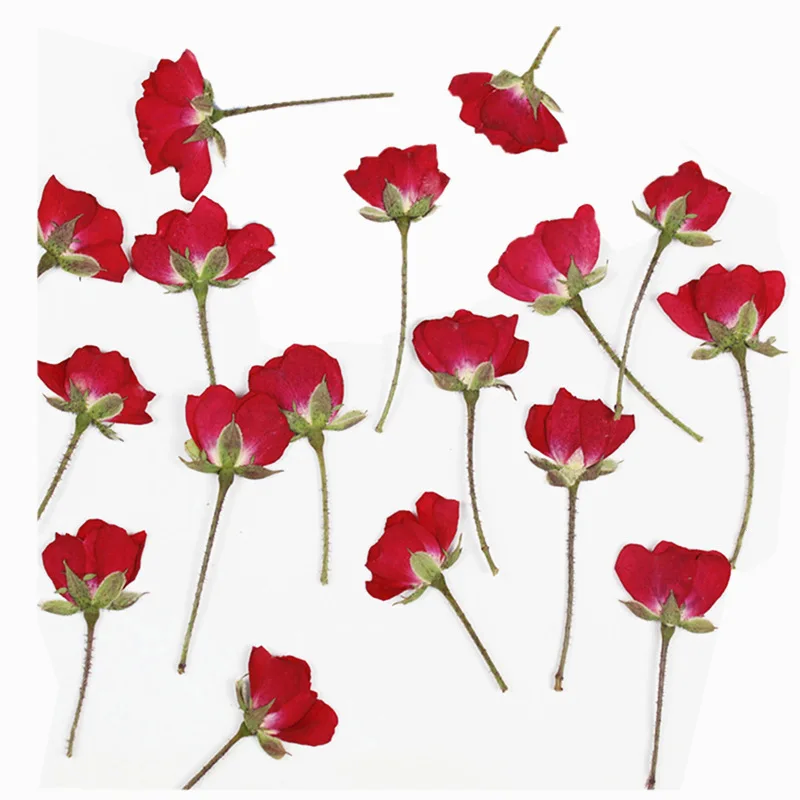 60ชิ้นแห้งด้านข้างสีแดง/สีม่วง - Dried Flower Bookmark บทวิจารณ์และราคา