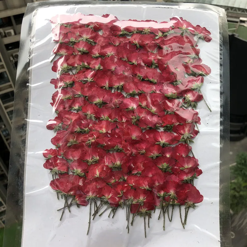 60ชิ้นแห้งด้านข้างสีแดง/สีม่วง - Dried Flower Bookmark บทวิจารณ์และราคา