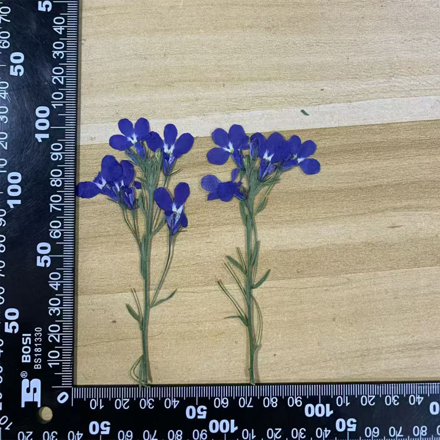 ดอกโลเบเลียเอรินัสสีน้ำเงินแห้ - Dried Flower Bookmark บทวิจารณ์และราคา