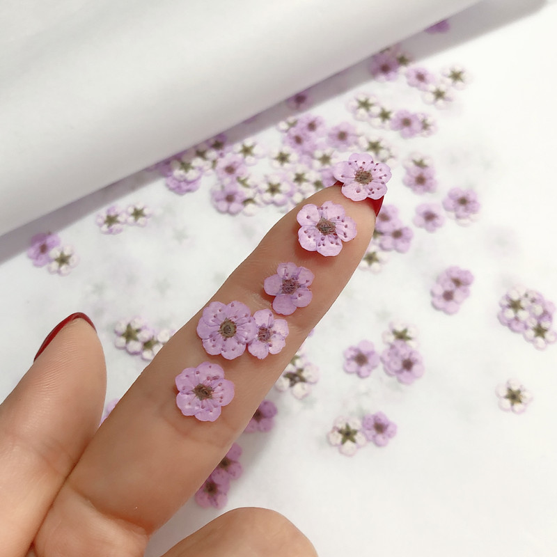 นาร์ซิสซัสแห้งขนาดเล็ก60ชิ้นดอ - Dried Flower Bookmark บทวิจารณ์และราคา