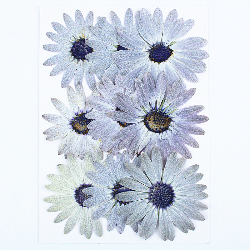 12 ชิ้น/4-6 ซม., ดอกไม้แห้งอัด - Dried Flower Bookmark บทวิจารณ์และราคา