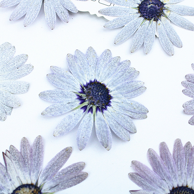 12 ชิ้น/4-6 ซม., ดอกไม้แห้งอัด - Dried Flower Bookmark บทวิจารณ์และราคา