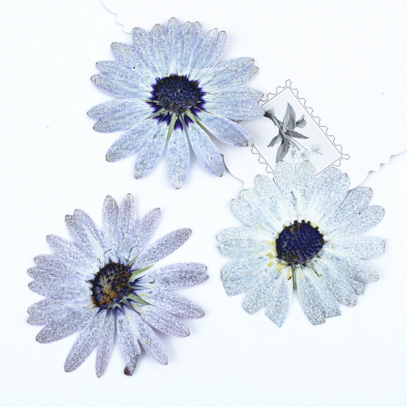 12 ชิ้น/4-6 ซม., ดอกไม้แห้งอัด - Dried Flower Bookmark บทวิจารณ์และราคา