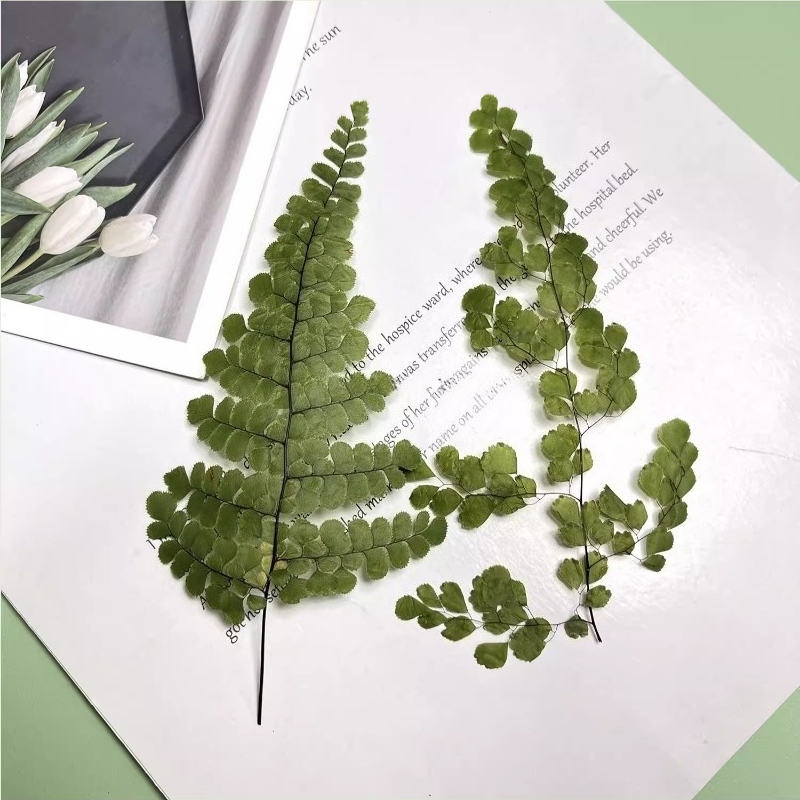 ดอกเฟิร์นแห้งอัด 6 ชิ้น สำหรับ - Dried Flower Bookmark บทวิจารณ์และราคา