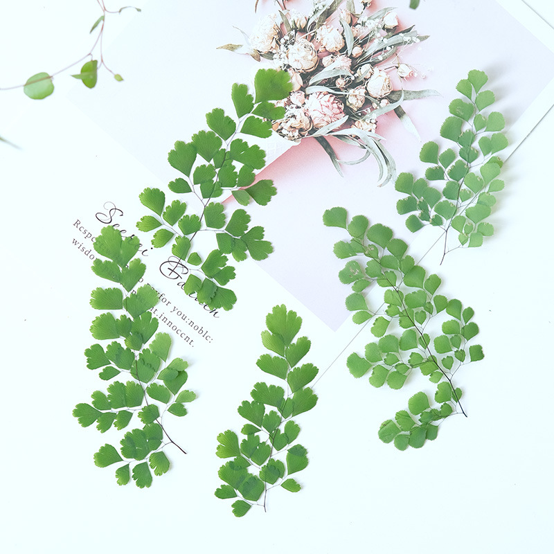 ใบเฟิร์นแห้งธรรมชาติ 60 ชิ้น ด - Dried Flower Bookmark บทวิจารณ์และราคา