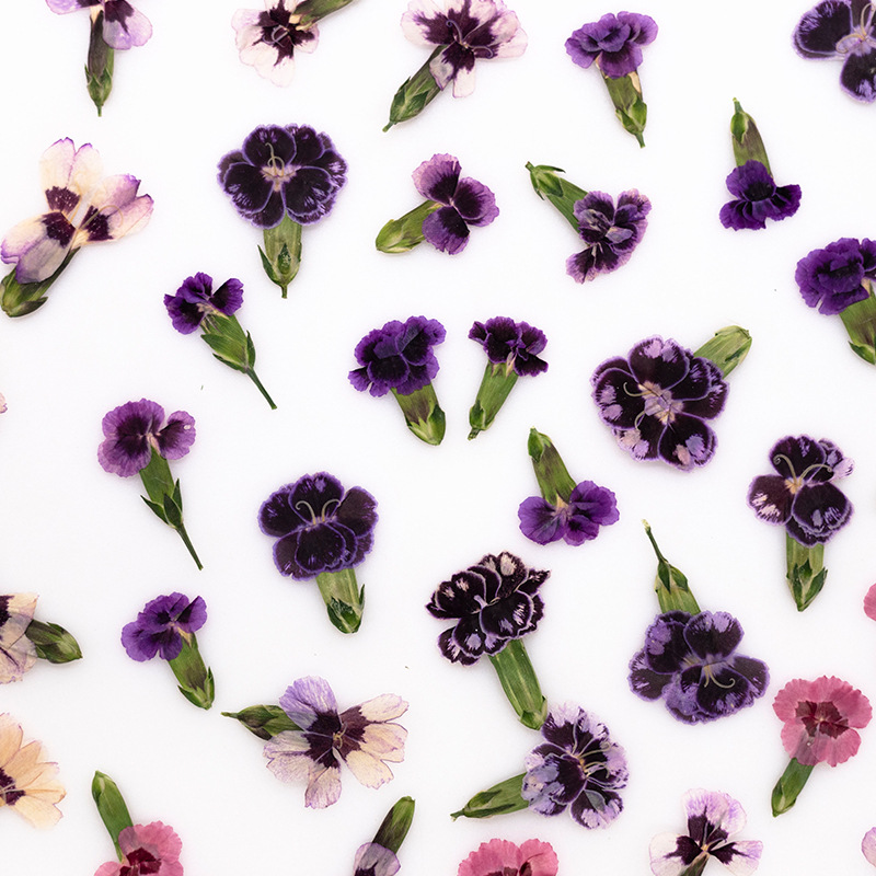 ดอกไดแอนธัสแห้งอัดเม็ด 24 ชิ้น - Dried Flower Bookmark บทวิจารณ์และราคา