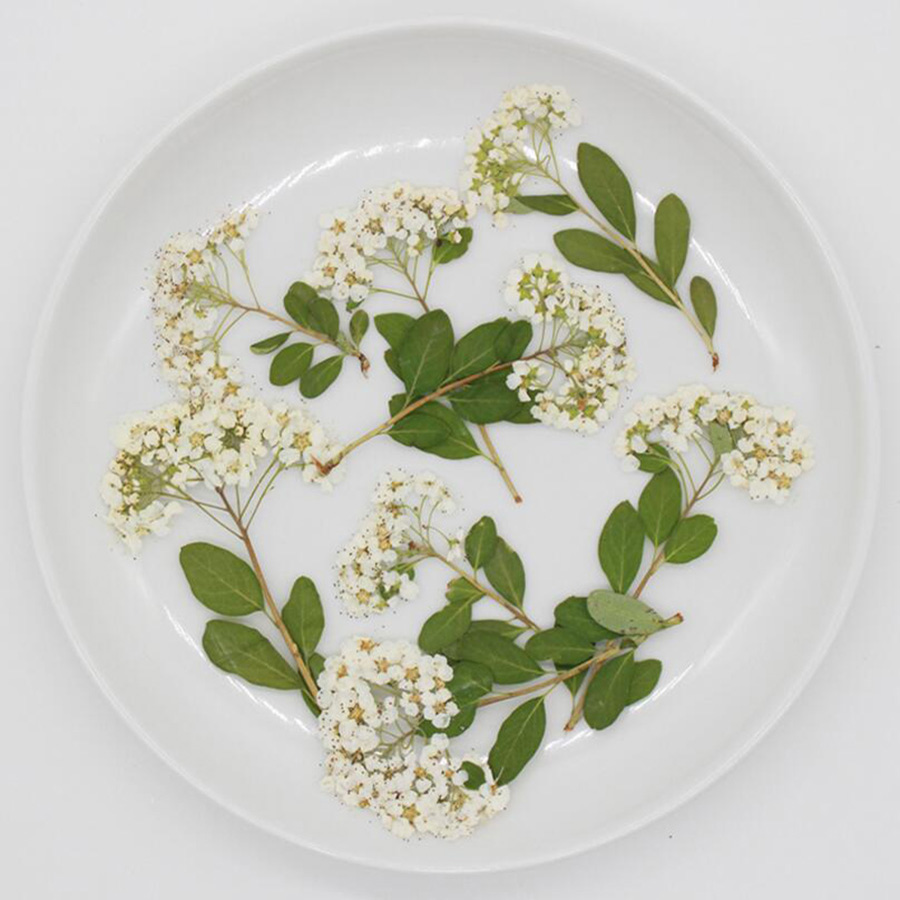 ดอกสไปราเอียสีขาวธรรมชาติอบแห้ - Dried Flower Bookmark บทวิจารณ์และราคา