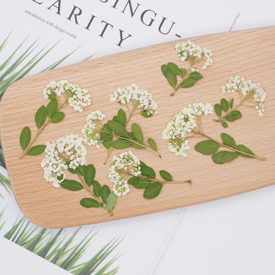 ดอกสไปราเอียสีขาวธรรมชาติอบแห้ - Dried Flower Bookmark บทวิจารณ์และราคา