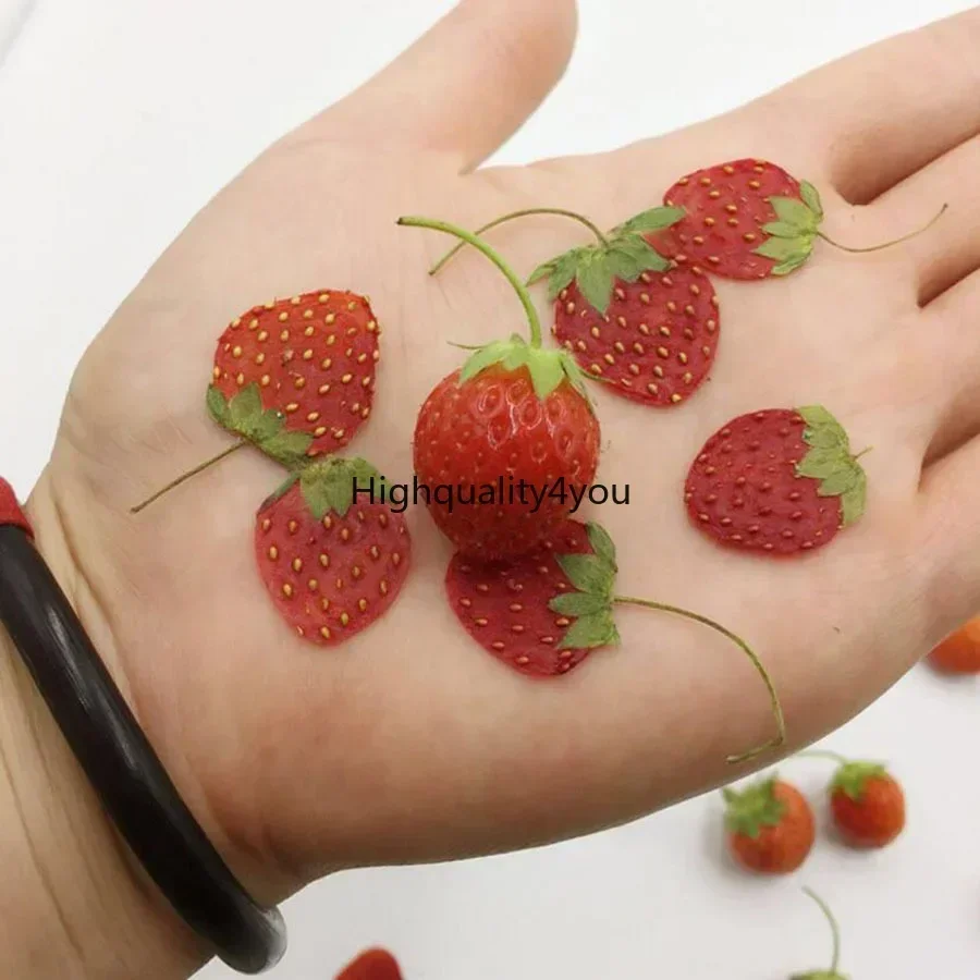 10pcs DRY Pressed MINI ผลไม้สต - Dried Flower Bookmark บทวิจารณ์และราคา