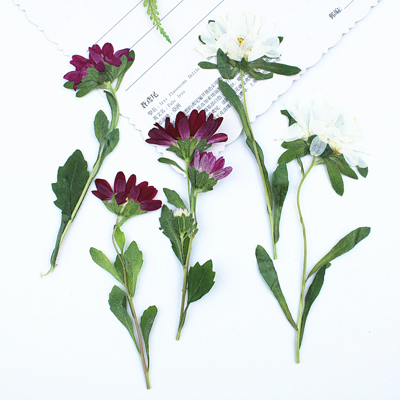 ดอกเบญจมาศแห้งอัดเม็ดขนาดเล็ก  - Dried Flower Bookmark บทวิจารณ์และราคา