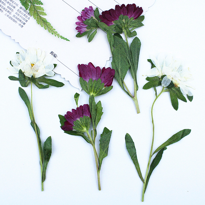 ดอกเบญจมาศแห้งอัดเม็ดขนาดเล็ก  - Dried Flower Bookmark บทวิจารณ์และราคา