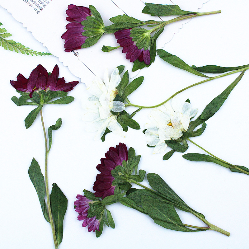 ดอกเบญจมาศแห้งอัดเม็ดขนาดเล็ก  - Dried Flower Bookmark บทวิจารณ์และราคา