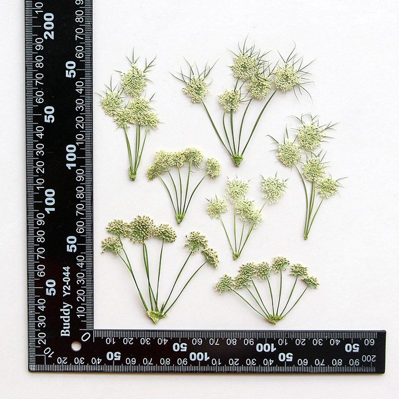 ดอกอะมี วิสนากา แห้งอัดเม็ด สำ - Dried Flower Bookmark บทวิจารณ์และราคา