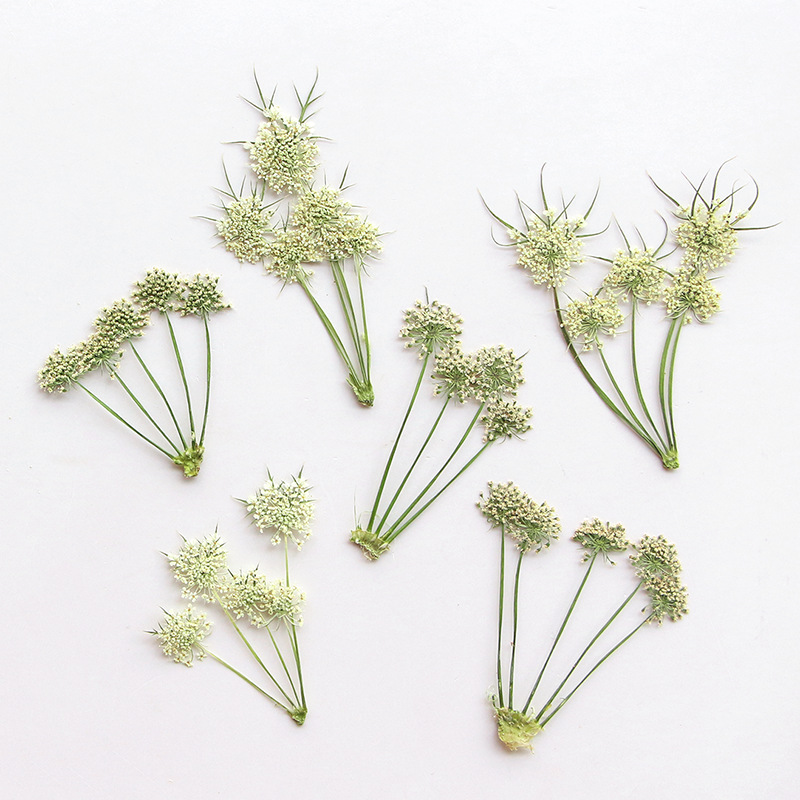 ดอกอะมี วิสนากา แห้งอัดเม็ด สำ - Dried Flower Bookmark บทวิจารณ์และราคา