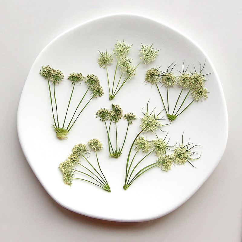 ดอกอะมี วิสนากา แห้งอัดเม็ด สำ - Dried Flower Bookmark บทวิจารณ์และราคา